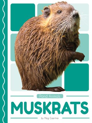cover image of Muskrats